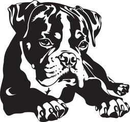 black and white lying boxer dog