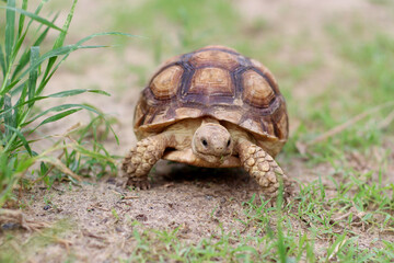 African Sulcata Tortoise Natural Habitat,Close up African spurred tortoise resting in the garden, cute animal ,Africa spurred tortoise sunbathe on ground with his protective shell ,Beautiful Tortoise
