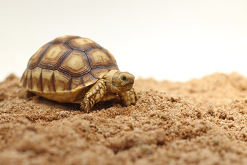 Cute small baby African Sulcata Tortoise in front of white background, African spurred tortoise isolated white background studio lighting,Cute animal