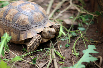 African Sulcata Tortoise Natural Habitat,Close up African spurred tortoise resting in the garden, cute animal ,Africa spurred tortoise sunbathe on ground with his protective shell ,Beautiful Tortoise

