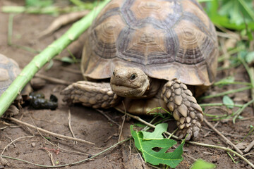 African Sulcata Tortoise Natural Habitat,Close up African spurred tortoise resting in the garden, cute animal ,Africa spurred tortoise sunbathe on ground with his protective shell ,Beautiful Tortoise
