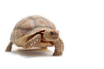 Cute small baby African Sulcata Tortoise in front of white background, African spurred tortoise...