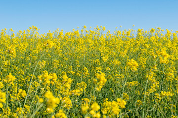 Fototapeta premium Campos de colza