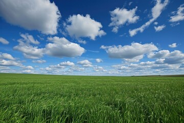 Fototapeta premium Green field sky outdoors horizon.