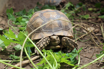 Sucata tortoise eating leaf on ground,African Sulcata Tortoise Natural Habitat,Sucata tortoise...