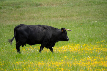 Campo de vacas y toros