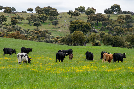 Campo de vacas y toros