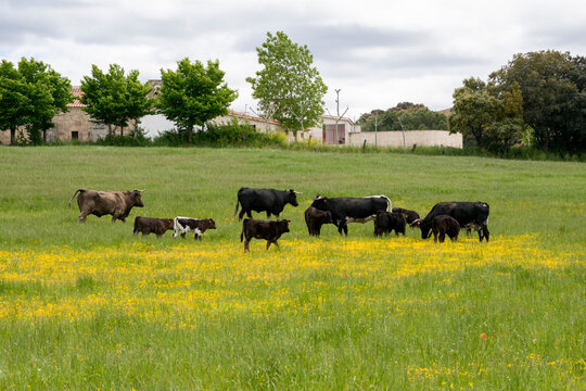 Campo de vacas y toros