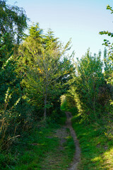 Footpath between overgrown shrubby in woodland                             