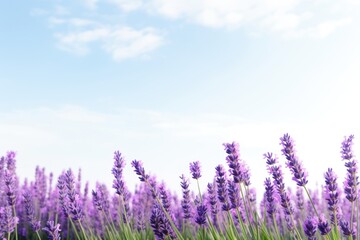 Fototapeta premium Lavender backgrounds outdoors blossom.