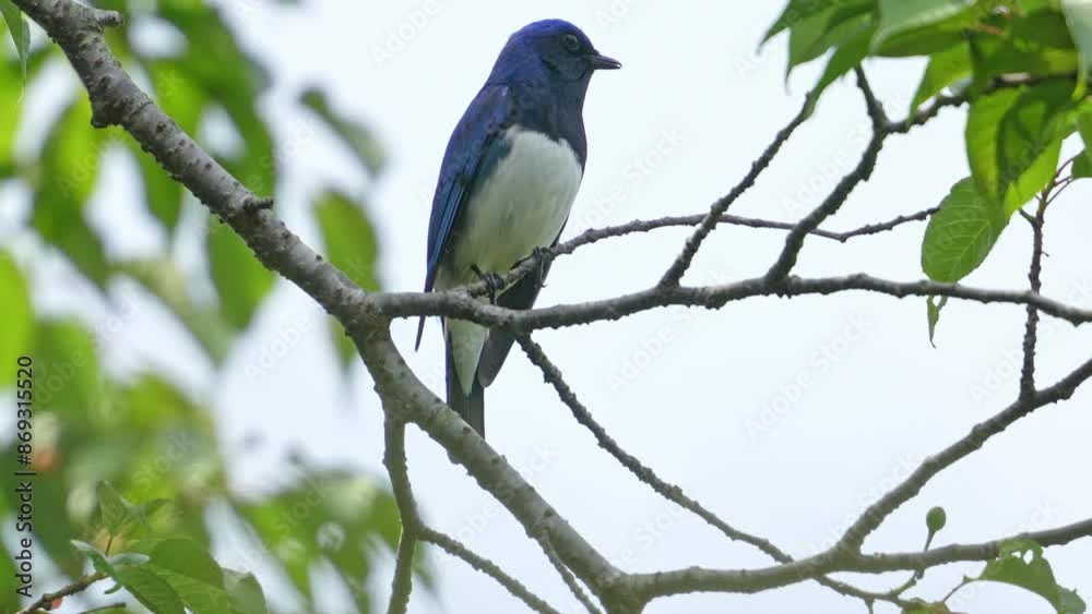 Poster blue and white flycatcher on a branch