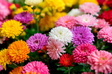 colorful asters flowers close-up in full frame