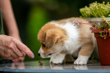Cute Pembroke Welsh Corgi puppy in flowers