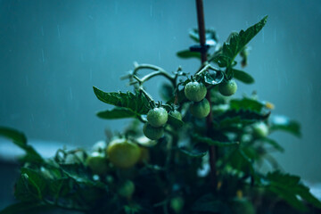 fresh green leaves in the garden