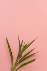 Green bamboo on peach background