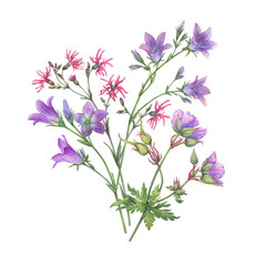 Bouquet with violet bluebell (Campanula patula, little bell, rapunzel), meadow geranium and pink ragged-robin wildflowers. Watercolor hand drawn painting illustration isolated on a white background