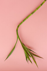Obraz premium Green bamboo on peach background