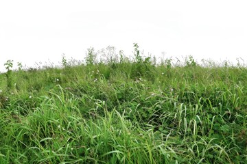 Obraz premium Image of a field overgrown with tall grass and weeds, suitable for use in nature, environment or rural themed contexts