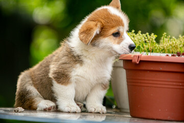 Obraz premium Cute Pembroke Welsh Corgi puppy in flowers