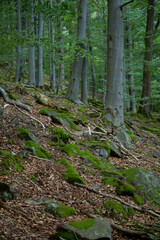 in the forest Poland