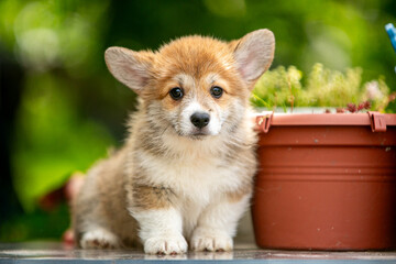 Cute corgi puppy in flowers