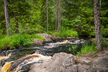 Forest stream with rocks and lush greenery. Nature and wilderness concept.