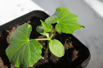Fresh Young Cucumber Seedling Growing in Pot