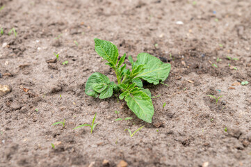 Young Potato Plant Sprouting in Fertile Soil