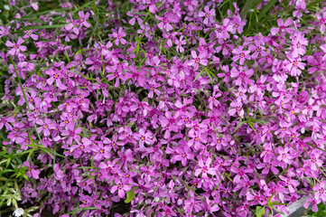 Vibrant Pink Flowers Blooming in Lush Garden