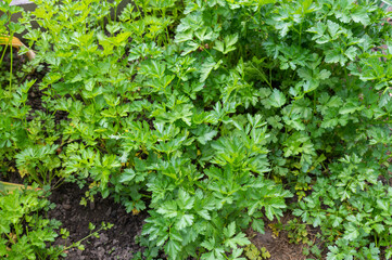 Fresh Parsley Growing in Garden Soil