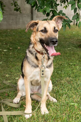 Happy Mixed Breed Dog with Leash Outdoor