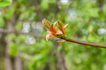 Spring Bud Unfurling on a Branch in Forest Light