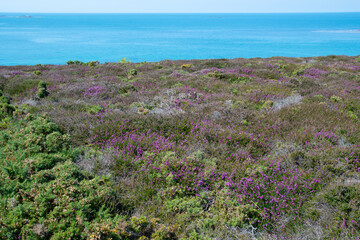 Joli paysage de la côte bretonne depuis le sentier de randonnée GR34 du cap d'Erquy - Bretagne France