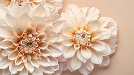 Beige background with large beige dahlia flowers, copy space concept, detailed photo , high resolution photography


