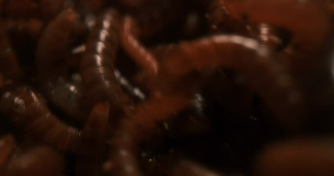 Hideous Scene Of Swarming Live Superworms (Zophobas morio). Macro Shot