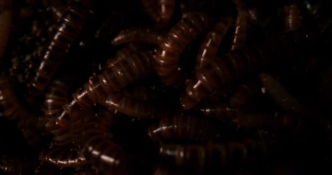 Enormous Group Of Superworms (Zophobas morio) Swarming. Close-up macro Shot