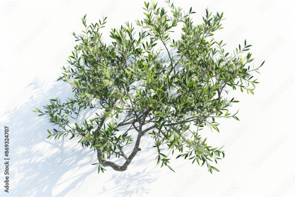 Poster a small tree with green leaves on a white surface, great for use in nature-inspired designs or as a 