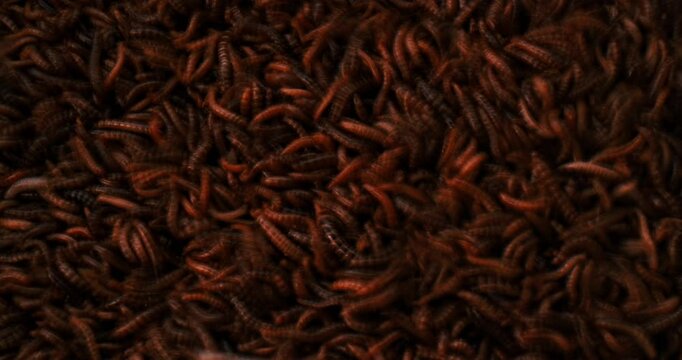 Creepy Image Of Larvae Darkling Beetle Species, Superworms. Timelapse