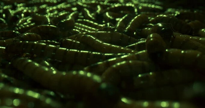 Group Of Kingworms Crawling On Top Of Each Other. Close-up Macro Shot