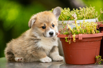 Cute Pembroke Welsh Corgi puppy in flowers