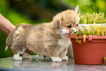 Cute Pembroke Welsh Corgi puppy in flowers