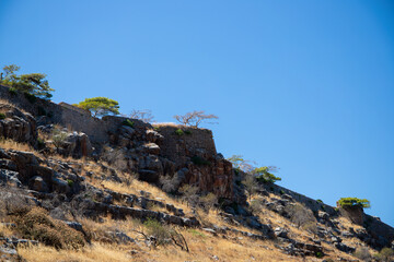 Trees in a dry environment with mountains in the background in Crete