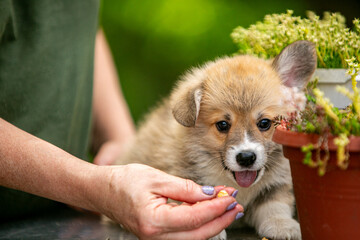 Cute Pembroke Welsh Corgi puppy in flowers