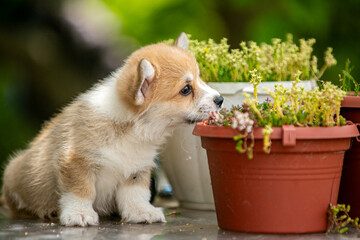 Cute corgi puppy in flowers