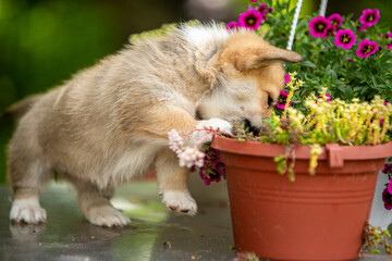 Cute corgi puppy in flowers