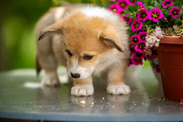 Cute Pembroke Welsh Corgi puppy in flowers