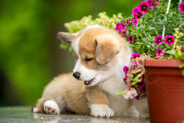 Cute corgi puppy in flowers