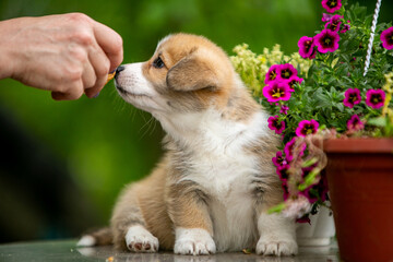 Cute Pembroke Welsh Corgi puppy in flowers