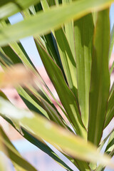 palm trees on the background on sky background