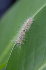 Macro image of a white woolybear caterpillar on a large green leaf.